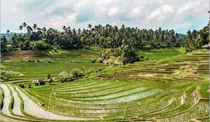 đầu tư farmstay